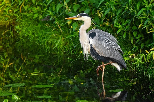 heron